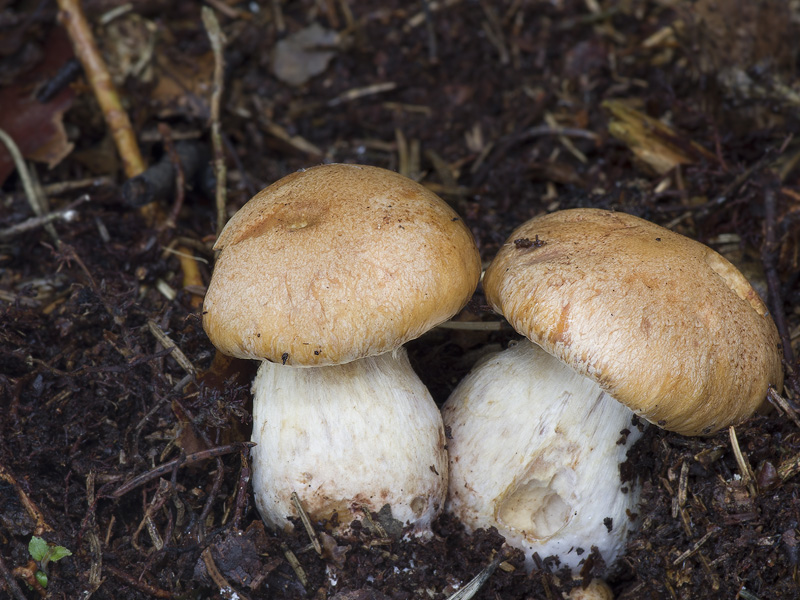 Cortinarius turmalis